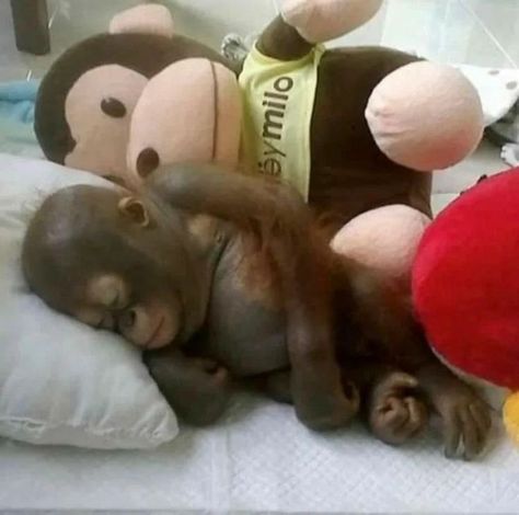 Hugs And Cuddles, Monkey Pictures, Monkey 3, Pet Monkey, A Monkey, Monkeys Funny, Cute Monkey, 웃긴 사진, Little Monkeys