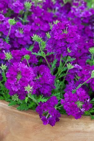 Verbena canadensis ' Plum Magic' •Plum Magic Trailing Verbena • full sun to part shade, hardy to zone 3, average water, blooms from spring through late fall to early winter with vibrant purple flowers Verbena Homestead Purple, Purple Verbena, Verbena Plant, Plants And Gardening, Basket Plant, Sarah Raven, Kitchen Kit, Plants For Hanging Baskets, Plant Delivery