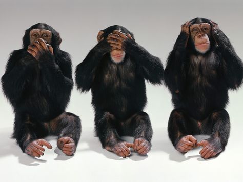 What? I don't see it. I can't hear it. I'm not telling you anything. Three Monkeys, Three Wise Monkeys, Ape Monkey, Monkey Wallpaper, Wise Monkeys, See No Evil, Monkeys Funny, Monkey Business, Charles Darwin