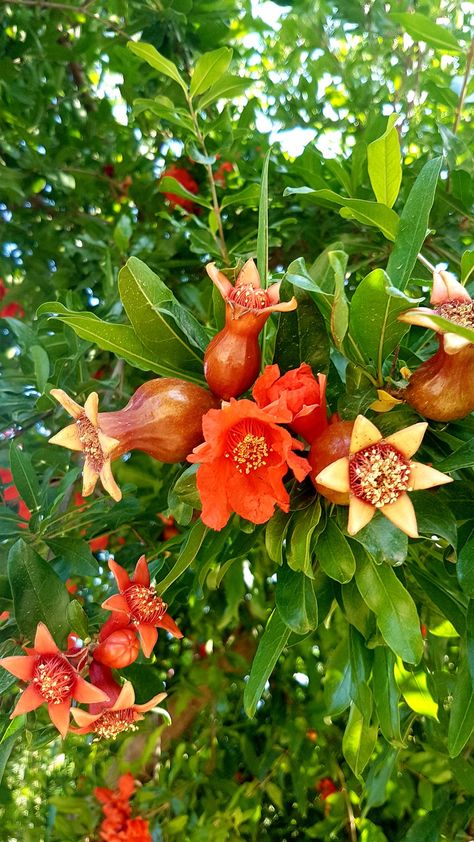 Pomegranate Plant, Fruit Love, Vegetable Pictures, Pomegranate Design, Fruits Photos, Plant Fungus, Home Floral Arrangements, Fruit Painting, Language Of Flowers