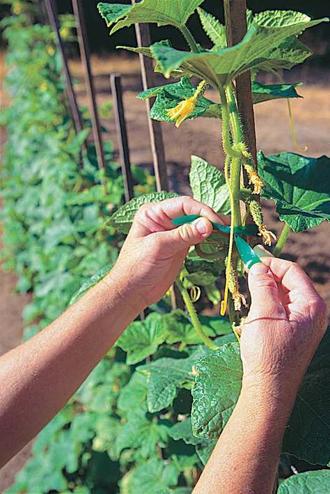 Stretchy plastic tape is a good choice to support vining plants that lack holdfasts or tendrils—such as this cucumber plant—when grown on trellises or stakes,. Always place the tie around the support, then around the vine. A loose tie give the vine room to grow and transport water and nutrients to the new growth at its tips. Copyright ©1999 by Dolezal & Associates. All Rights Reserved. grownbyyou.com Plant Cucumbers, Garden Problems, Planting Tips, Bean Plant, Temporary Structures, Victory Garden, Tomato Cages, Garden Veggies, Small Space Gardening