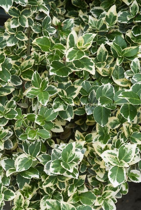 Euonymus fortunei Emerald Gaiety variegated green and white foliage shrub leaves Landscape Shrubs Front Yard, Euonymus Fortunei, Small Evergreen Shrubs, Landscaping Shrubs, Broadleaf Evergreen, Walkway Landscaping, Front Gardens, Small Shrubs, Front Landscaping