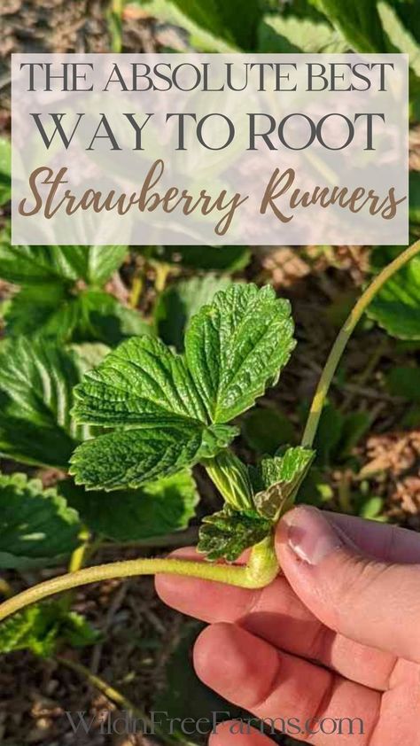 strawberry runners Strawberry Plants Ideas, Strawberry Plant Runners, When To Plant Strawberries, Growing Strawberries In Containers, Strawberry Runners, Strawberry Beds, Growing Vegetables In Pots, Berry Garden, Bee Friendly Garden