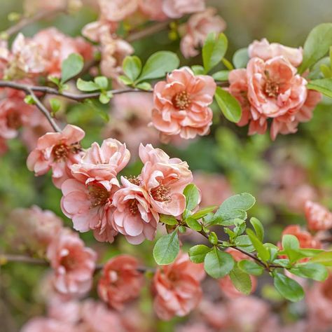 Slide 11: Flowering Quince Chaenomeles Japonica, Japanese Quince, Flowering Quince, Diy Hanging Planter, Early Spring Flowers, Growing Peonies, Perennial Shrubs, Magnolia Blossom, Planting Hydrangeas