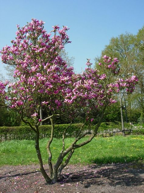 Magnolia Susan, Front Garden, Secret Garden, Magnolia, Plants