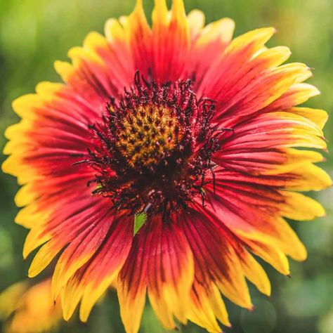 Gaillardia Seeds - Gaillardia Pulchella Indian Blanket Wildflower Seed Indian Blanket Flower, Full Sun Annuals, Xeriscape Landscaping, Sunflower Family, Blanket Flower, Fall Crop, Indian Blankets, Red Petals, Flower Red