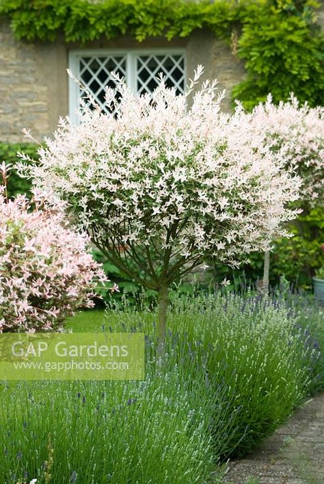 Salix integra 'Hakuro-nishiki'. Standards along path underplanted with lavender Rice Image, Salix Integra, Back Garden Landscaping, Small City Garden, Front Garden Design, Back Garden Design, Farmhouse Landscaping, Front Landscaping, Small City