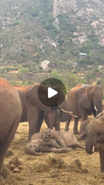 Sheldrick Wildlife Trust on Instagram: "Little Kaia was determined to rope Njema into naptime — and she wouldn’t settle until she found the perfect spot, nestled atop her friend! (As adults, elephants sleep the least of any mammal — as little as two hours a day — but babies still need plenty of rest. However, with pals like Kaia around, sleep may be rather elusive!)  Kaia and Njema are part of our extended elephant family, each born to an orphan we rescued, raised, and reintegrated back into the wild. While fate left their mothers orphaned, they are growing up in the wild alongside their families, exactly as nature intended.   Today, more than 60 elephants walk this earth because their mother, an orphan, was saved many years ago. Your support allows us to rescue the orphans of today, pavin Elephant Videos, Pygmy Elephant, Elephant World, Elephant Gif, Herd Of Elephants, Sheldrick Wildlife Trust, Elephant Walk, Wild Elephant, Baby Elephants