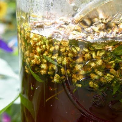 When Weeds Whisper Yarrow Tincture Recipe, Ground Ivy Medicinal Uses, Oregano Vodka Tincture, Chickweed Tincture, New England Aster Tincture, Goldenrod Flower, Food Medicine, Foraged Food, Infused Oils