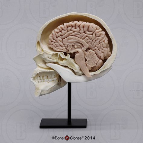 Human Sagittal Cut Half Skull with Brain Hemisphere - Bone Clones, Inc. - Osteological Reproductions Skull With Brain, Half Skull, The Human Brain, Human Brain, The Skull, The Brain, Brain, Human