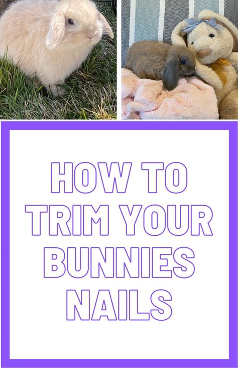 Bunnies Nails, Bunny Projects, Pet Bunny Rabbits, Bunny Nails, Sugar Gliders, Rabbit Care, Fun Video, Pet Bunny, Bunny Rabbits