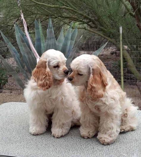 American Cocker Spaniel, Cocker Spaniel Puppies, Cocker Spaniel Dog, Puppies And Kitties, Spaniel Puppies, Spaniel Dog, White Dogs, Cute Little Animals, Cocker Spaniel