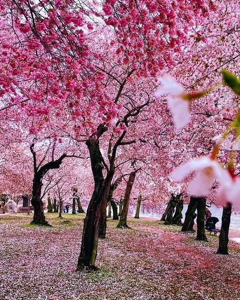 Miranda | @awalkinthewild sur Instagram : cherry blossoms fields forever 🌸 • • • • • • • #igdc #ihavethisthingwithdoors #facadelovers #mytinyatlas #cntraveler… Cherry Blossom Field, Flowers Colourful, Photo Editing Websites, Cherry Orchard, Pretty Trees, Scenery Background, Body Reference Poses, Peach Blossom, Pink Trees