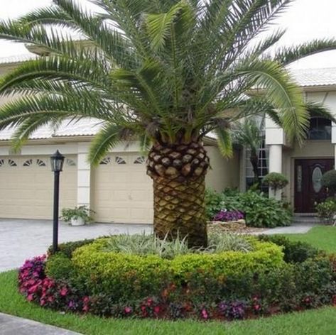 Florida Landscaping Ideas Front Yards, Front Yard Tree Landscaping, Florida Landscaping Ideas, Trees For Front Yard, Palm Trees Landscaping, Landscaping Around Trees, Front Yards Curb Appeal, Front Yard Decor, Florida Landscaping