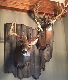 This is the Alliance Ohio record buck my boyfriend watched for several years. The antlers on the left are the sheds he found two years ago. The hunter who took down this giant traded a replica mount of the giant for the sheds. One day the whole story of this giant will be told. Rest in peace Hogan. alliances  This is the Alliance Ohio record buck my boyfriend watched for several years. The antlers on the left are the sheds he found two years ago. The hunter who took down this giant traded a repl Walls With Deer Mounts, Deer On Wall Decor, Whitetail Buck Shoulder Mount, Whitetail Deer Shoulder Mounts, Deer Wall Mount Ideas, Deer Wall Decor, Deer Shoulder Mount Ideas, Deer On Wall, Cool Deer Mounts