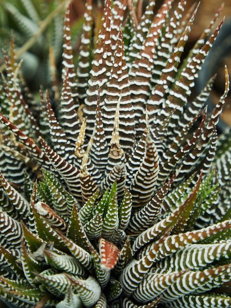 Spiny plants The most beautiful thorny plants that you can see in your life Thorny Plants, Decoration Plants, Succulent Landscaping, Plants Ideas, About Plants, Succulent Gardening, Succulents Indoor, Board Decoration, Succulents Garden