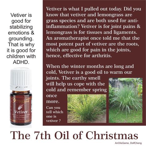 Vetiver, an amazing oil from Young Living! #essentialoils Vetiver Young Living, Grass Species, Vetiver Oil, Essential Oil Remedy, Yl Oils, Oil Remedies, Living Essentials Oils, Healing Oils, Young Living Oils