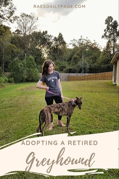 Adopting a retired racing greyhound #greyhound #doglovers Greyhound Aesthetic, Coach Aesthetic, Adopting A Dog, Grey Hound, Dog Cat Pictures, Greyhound Adoption, Greyhounds Racing, Race Tracks, Daily Page