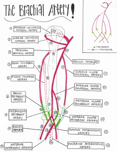 Blood Supply Drawings // The Upper Extremity — Breanna Spain Blog Brachial Artery, Upper Limb Anatomy, Arteries Anatomy, Anatomy Notes, Physical Therapy School, Gross Anatomy, Medicine Notes, Medicine Studies, Basic Anatomy And Physiology