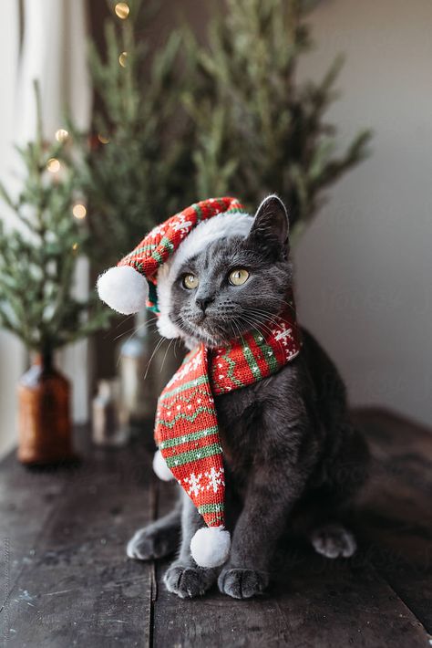 Cute Cat Matching Pfp, Cat Matching Pfp Christmas, Cat In Christmas Hat, Christmas Cat Memes, Christmas Cat Photos, Cat In Christmas, Matching Christmas Pfp Friends, Grumpy Cat Christmas, Cat Pfp