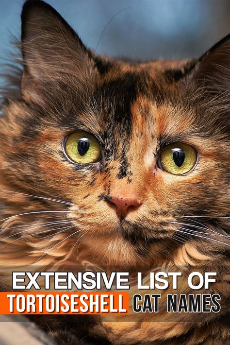 Calico Tortoiseshell Cat, Torti Shell Cats, Tortie Cat Aesthetic, Tortoiseshell Cat Aesthetic, Tortishell Cat Aesthetic, Food Bowl Ideas, Tortoiseshell Cat Names, Tortoiseshell Cat Personality, Wallpaper Aesthetic Cat