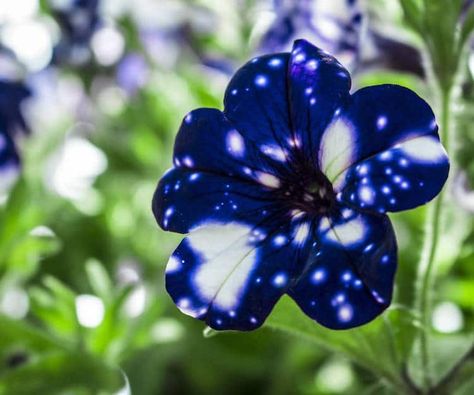 Night Sky Petunia Has Petals That Look Like They're Dotted With Stars Lunar Garden, Night Sky Petunia, Petunia Tattoo, Petunia Flowers, Galaxy Flowers, Petunia Flower, Flowers Gardening, Fall Planters, Small Backyard Gardens