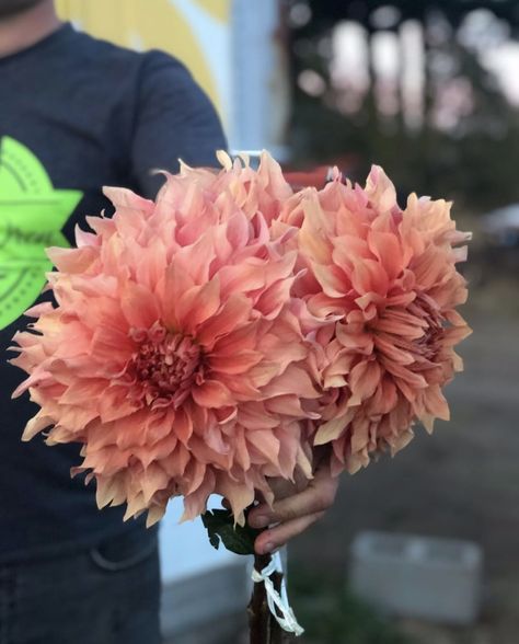 Search Results for “Hamari gold” – Triple Wren Farms Dinnerplate Dahlia, Dahlia Tubers, Salmon Dinner, Rare Flowers, Climbing Roses, Summer Events, Wren, Clematis, Dinner Plate