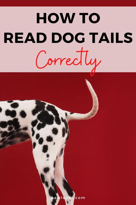 Dogs use their tails as a part of their body language and every positions conveys a different meaning. In this post you will learn how to read dog tails correctly, what tail wagging really means and how to utilise this information. The following three things (in order of importance) help you to determine your dog’s mood: Tail position, range of motion, speed. But how do you catch all the tiny nuances and changes in the tail? Let's find out! #dog #tails #meaning Dog Tail Meaning Language, Dog Tail Meaning, Tucker Budzyn, Product Posters, Learning How To Read, Dog Body Language, Dog Anatomy, Learned Behaviors, Dog Sounds