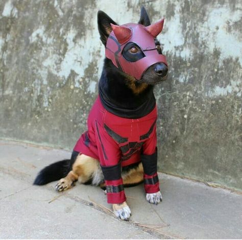 Daredevil Dog, Marvel Fan, Marvel Universe, German Shepherd, Marvel Comics, Deadpool, Concept Art, Marvel, Comics