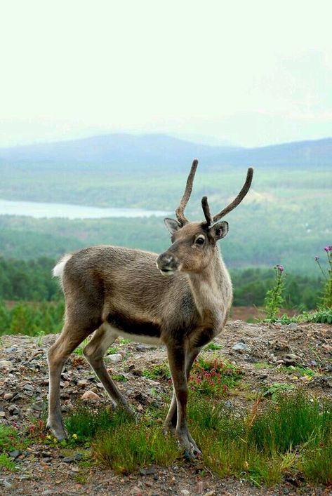 My monarch of the Glen a young reindeer male taken on #cairngorm mountain in scotland Monarch Of The Glen, Reindeer, Kangaroo, Scotland, Photography, Animals