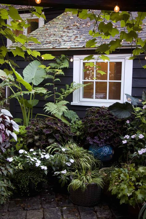 To make the most of black plants and black flowers in your garden follow these guidelines from a professional garden designer. Garden Design Black, Black Flowers Garden, Black Plants Garden, Goth Garden Design, Dark House Landscaping, Gothic Front Yard, Goth Front Porch, Black And White Landscaping, Dark Garden Ideas