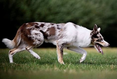 Red merle tri Border Collie Red Merle Border Collie Puppy, Red Merle Border Collie, Lilac Merle Border Collie, Brown And White Border Collie Puppy, Red Tri Border Collie, Border Collie Herding, Tri Colored Border Collie, Collie Breeds, Smooth Collie