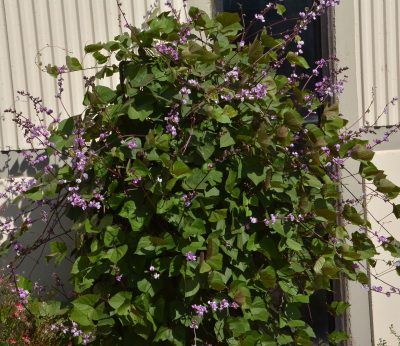 Hyacinth Bean | Central Texas Gardener Trellis Arbor, Hyacinth Bean, Growth Plant, Purple Beans, Purple Hyacinth, Bean Pods, Patio Privacy, Plant Seeds, Lavender Pink