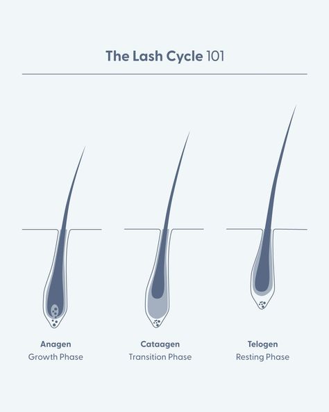 Did you know your lashes go through a natural growth cycle? 🌱✨ To support fuller, healthier lashes and brows, try our Get Growing Lash & Brow Serum! Formulated with clean, eye-safe ingredients, our serum nourishes and strengthens, helping you achieve the look you love without irritation. #TwentyTwentyBeauty #LashCare #CleanBeaut Lash Cycle, Lashes And Brows, Grow Lashes, Brow Serum, Eyelash Serum, Knowing You, The Twenties, Eyelashes, Did You Know