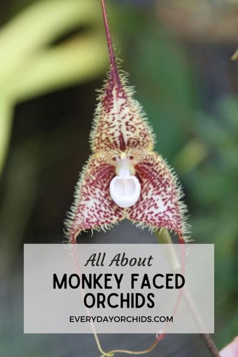 Monkey Face Orchid, Orchid Propagation, Monkey Orchid, Orchid Roots, Orchid Seeds, Rare Orchids, Monkey Face, Growing Orchids, Different Types Of Flowers