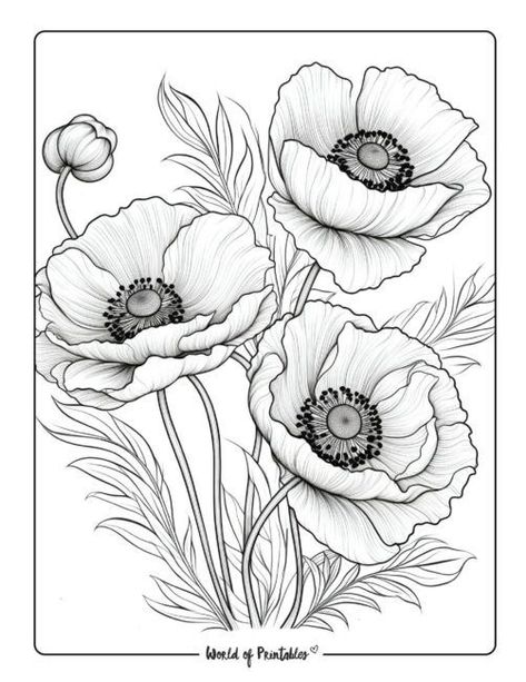 Flower Coloring Pages For Kids, Poppy Flower Drawing, Flower Line Drawings, Flower Drawing Tutorials, Flower Art Drawing, Flower Sketches, Watercolor Flower Art, Flower Printable, Flower Coloring Pages