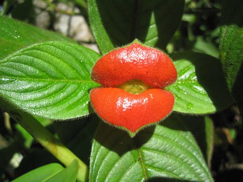 How to Grow and Care for Hot Lips Plant - World of Flowering Plants Hot Lips Plant, Planting Flowers From Seeds, Venus Fly Trap Care, Tree Stump Planter, Weird Plants, Venus Fly Trap, Fruit Seeds, Unusual Plants, Tomato Seeds