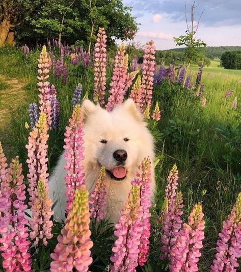 Cottagecore Dog, Samoyed Dogs, 강아지 그림, Cute Creatures, Beautiful Creatures, In The Middle, Animals Beautiful, Animals And Pets