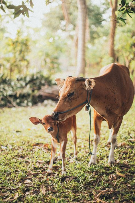 Brown Deer · Free Stock Photo Jersey Cattle, Photo To Watercolor, Brown Deer, Jersey Cow, Cow Calf, Vegan Animals, Baby Cows, Milk Cow, Animal Behavior