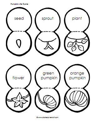 about the pumpkin life cycle alone or along with the book.  Students can use this printable to create a model of the pumpkin cycle.  Here’s how Life Cycle Of A Pumpkin, Pumpkin Lessons, Pumpkin Science, October Lessons, Pumpkin Unit, Fall Lesson Plans, Pumpkin Life Cycle, Pumpkin Activities, Fall Lessons