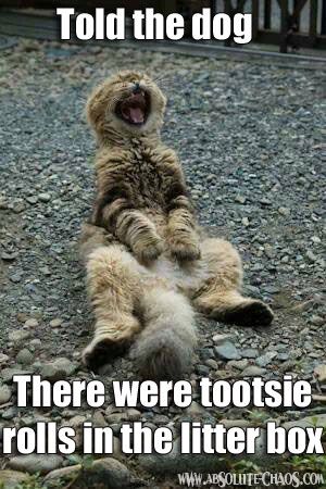 Many of you are posting the STOLEN & poorly made #TootsieRollCat - #pin the ORIGINAL made by www.ABSOLUTE-CHAOS.com (yes we have proof!!) Söt Katt, Cute Cat Gif, Cute Kittens, Funny Animal Pictures, 귀여운 동물, Animal Memes, Crazy Cats, Cat Pics, Cat Love