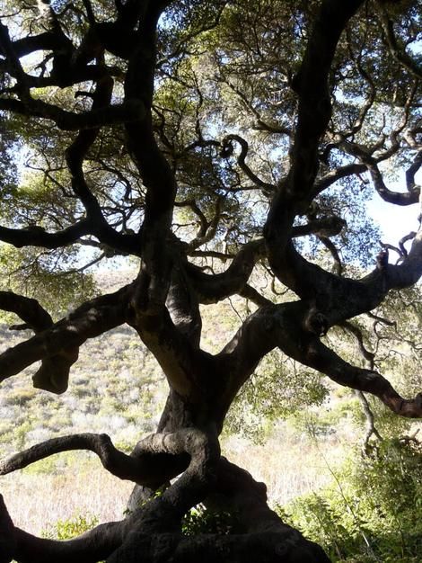 Quercus agrifolia, Coast Live Oak silhouette. California Native Trees, Coast Live Oak, Root Structure, Gray Tree, Amazing Trees, California Native Plants, Live Oak Trees, Evergreen Forest, Arbour Day