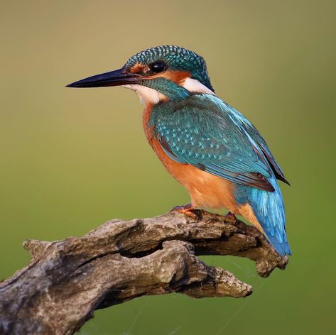 King Fisher Drawing, King Fisher Tattoo, King Fisher Bird, Kingfisher Tattoo, River Dragon, Fisher King, Easy Hand Drawings, The Fisher King, King Fisher