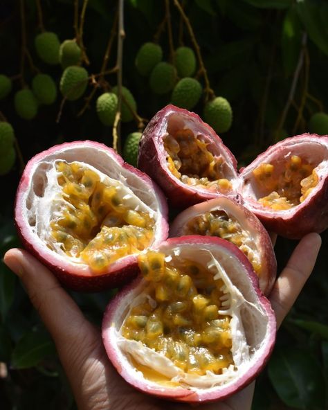 Passionfruit Aesthetic, Passion Fruit Illustration, Fruit Reference, Pear Dessert, Food Crush, Food Displays, Fruit Illustration, Very Hungry, Exotic Fruit