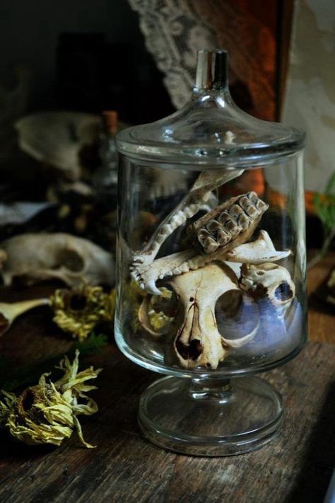 Witchy Room, Skulls And Bones, Terrarium Jar, Wiccan Decor, Bone Crafts, Vulture Culture, Bone Art, Dried Herbs, Gothic Home