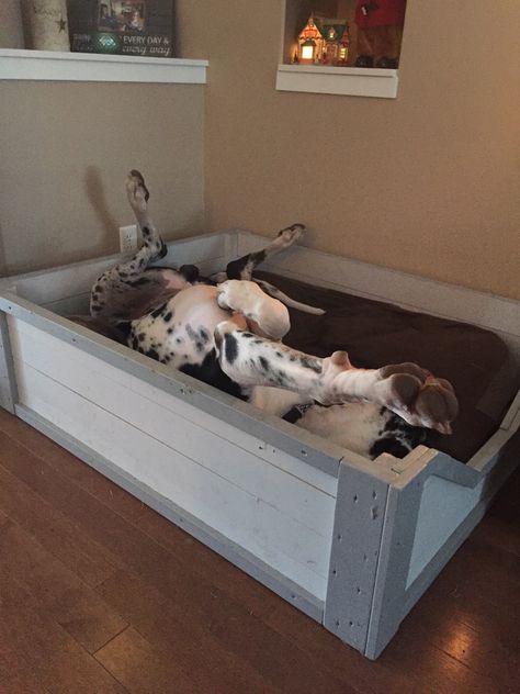 Great Dane Kennel, Great Dane Dog House, Great Dane Dog Bed, Great Dane Crate, Great Dane Bed, Dog Room Design, Wooden Dog Bed, Grooming Ideas, Pallet Dog Beds