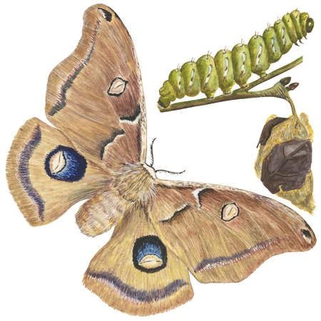 The life stages of a Polyphemus moth (Antheraea polyphemus) Polyphemus Moth, Insects Art, Moth Drawing, Insect Wings, Moth Caterpillar, Insect Art, Life Stages, Patterns In Nature, Caterpillar