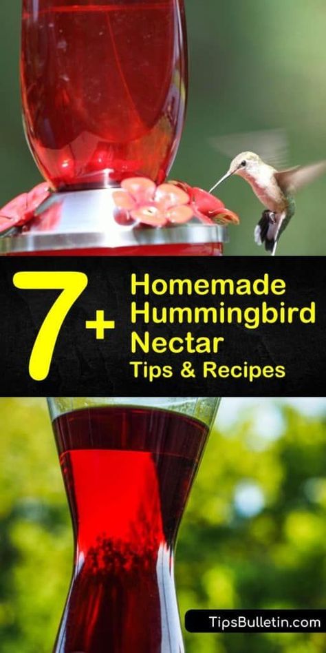 Discover how easy it is to make homemade hummingbird nectar with a few simple ingredients. Make a simple nectar recipe using sugar and water, and learn how to attract hummingbirds to your yard. #hummingbirdnectarrecipe #hummingbirds #hummingbirdfood Hummingbird Food Diy, Hummingbird Food Recipe, Sugar Water For Hummingbirds, Homemade Hummingbird Nectar, Homemade Hummingbird Food, Hummingbird Nectar Recipe, Hummingbird Food, Hummingbird Nectar, Crafting Wire