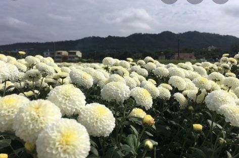 Chrysanthemum Morifolium, Wisteria Plant, Chrysanthemum Tea, Lavender Cottage, Wisteria Tree, White Chrysanthemum, Flower Watch, Taiwan Travel, Book Flowers