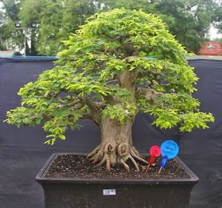 PANDUAN MEMBUAT BONSAI DARI TANAMAN ASEM JAWA Bonsai Fruit Tree, Maple Bonsai, Beautiful Bonsai, Bonsai Tree Care, Bonsai Techniques, Asam Jawa, Bonsai Art, Fruit Seeds, Miniature Trees